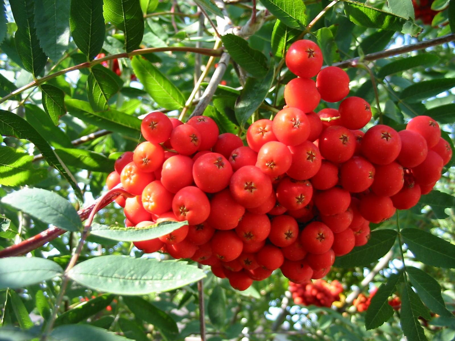 Scorus de munte 3.00 - 3.50 m / Sorbus aucuparia / gradina-noastra