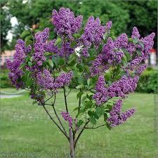 Liliac &quot;Michel Buchner&quot; 1.20 - 1.50 m / Syringa vulgaris &quot;Michel Buchner&quot; / gradina-noastra