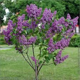 Liliac "Michel Buchner" 1.20 - 1.50 m / Syringa vulgaris "Michel Buchner" / gradina-noastra