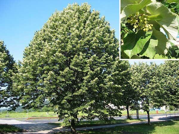 Tei argintiu 3.00 - 4.00 m / Tilia hybrida &quot;Argentea&quot; / gradina-noastra