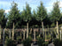 Laur englezesc "Novita" 3.00 - 4.00 m / Prunus laurocerasus" Novita"/ gradina-noastra