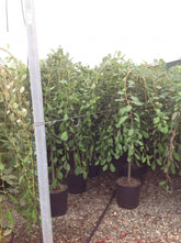 Salcie capreasca "Kilmarnock" 1.40 - 1.60 m / Salix caprea "Kilmarnock" / gradina-noastra