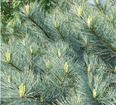 Pin strob "Nana" 1.00 - 1.50 m / Pinus strobus "Nana" / gradina-noastra