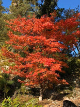 Artar japonez "Katsura" 1.20 - 1.40 m / Acer palmatum "Katsura" / gradina-noastra