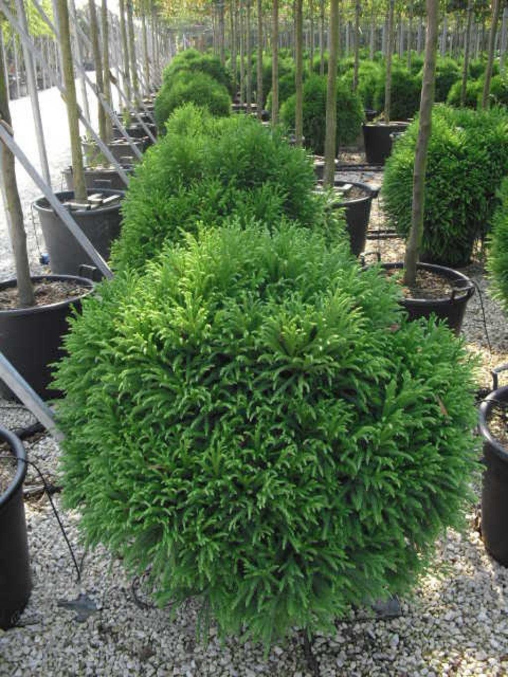 Cryptomeria &quot;Globosa Nana&quot; / Cryptomeria jap. &quot;Globosa Nana&quot;/ conifer pitic, globular, ideal pentru grădini la Pepiniera Verde.