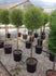 Chiparos leylandii 1.40 - 1.60 m  / Cupressocyparis  leylandii / gradina-noastra