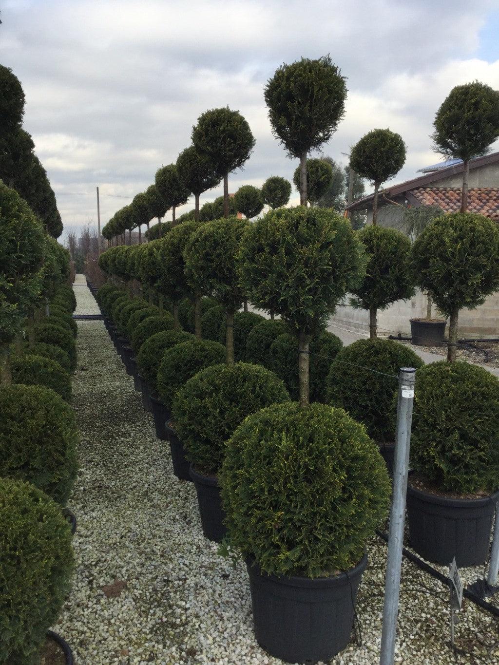 Chiparos leylandii "Castlewellan Gold " 3.00 m / Cupressocyparis leylandii "Castlewellan Gold "/ gradina-noastra