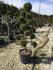 Chiparos leylandii "Castlewellan Gold " Pom Poms 1.50 - 1.70 m / Cupressocyparis leylandii "Castlewellan Gold "/ gradina-noastra