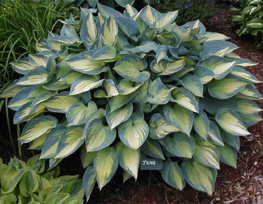Hosta "Funkia June" Gradina Noastra