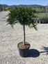 Ienupar "Tamariscifolia" 1.20 - 1.40 m / Juniperus sabina "Tamariscifolia"/ gradina-noastra