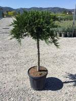 Ienupar "Tamariscifolia" 1.20 - 1.40 m / Juniperus sabina "Tamariscifolia"/