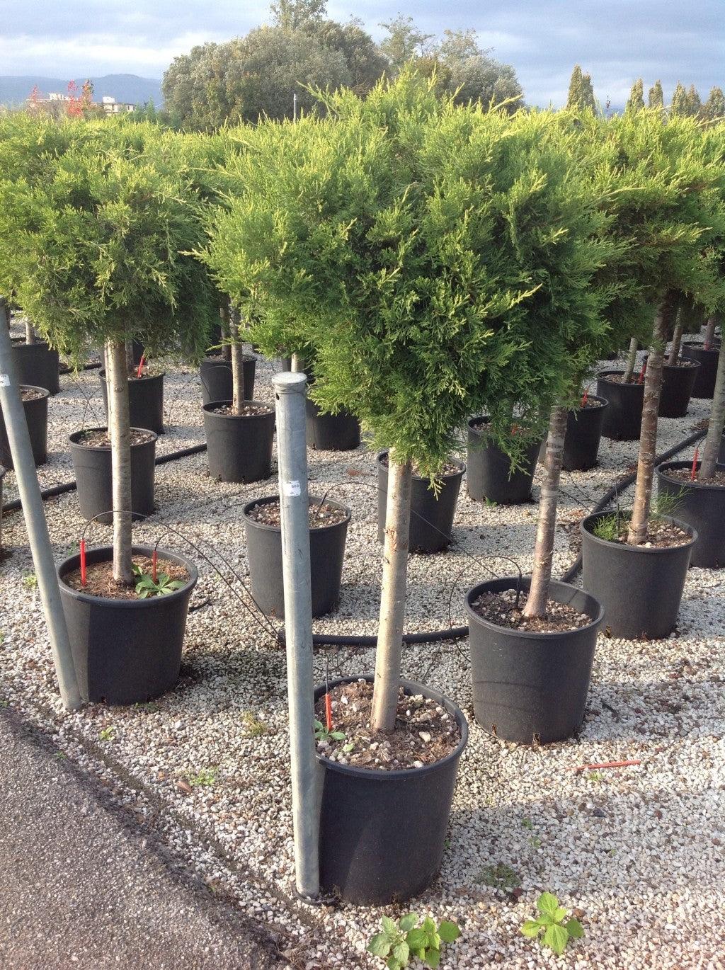 Ienupar "Old Gold" 1.20 - 1.40 m / Juniperus x media "Old Gold"/ gradina-noastra