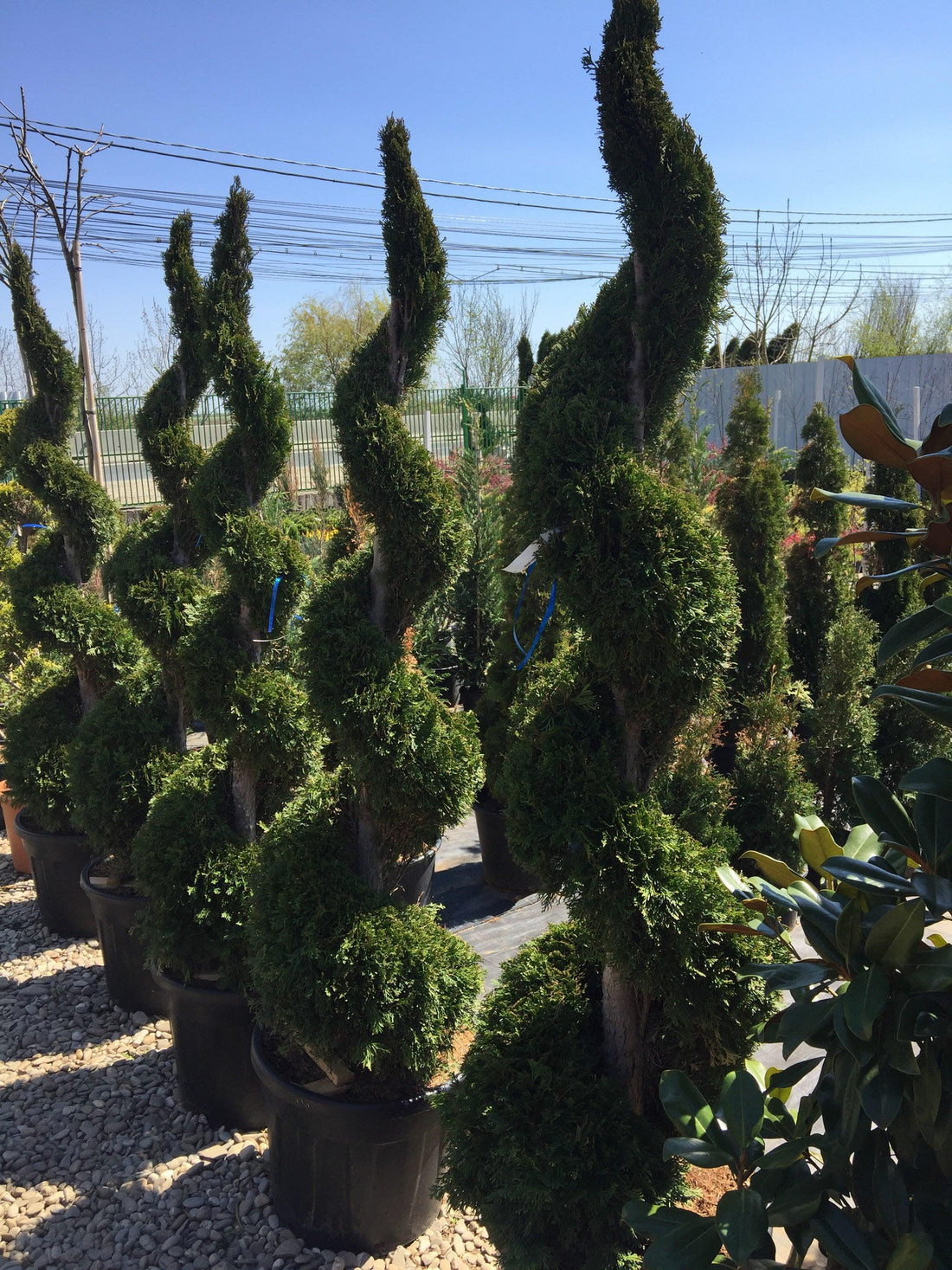 Tuia Smaragd Spirala 2.00 m / Thuja occ. Smaragd / gradina-noastra
