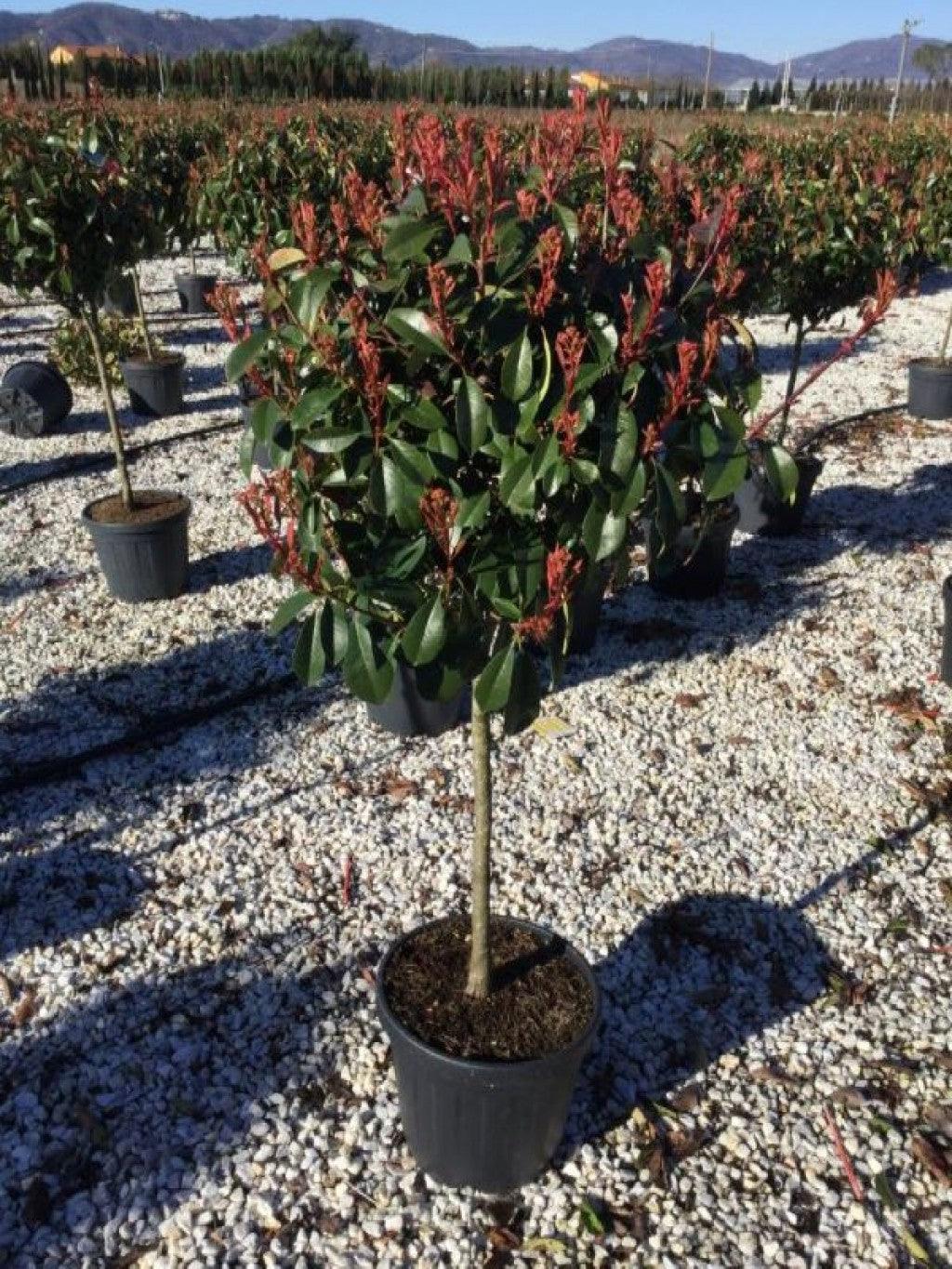 Photinia "Red Robin" 1.50 - 1.70 m / Photinia serrulata "Red Robin" / gradina-noastra