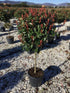 Photinia "Red Robin" 1.50 - 1.70 m /  Photinia serrulata "Red Robin" / gradina-noastra
