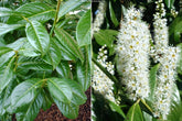Laur englezesc "Novita" 1.00 - 1.40 m / Prunus laurocerasus" Novita"/ gradina-noastra