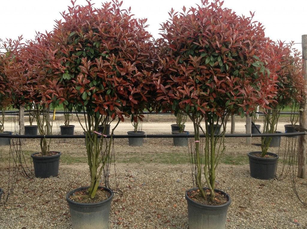 Photinia &quot;Red Robin&quot; Multitulpinal 1.70 - 2.00 m /  Photinia serrulata &quot;Red Robin&quot; / gradina-noastra