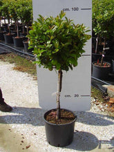 Laurocires "Etna" 1.20 - 1.50 m / Prunus laurocerasus "Etna"/ gradina-noastra