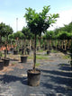 Laurocires "Etna" 1.20 - 1.50 m / Prunus laurocerasus "Etna"/