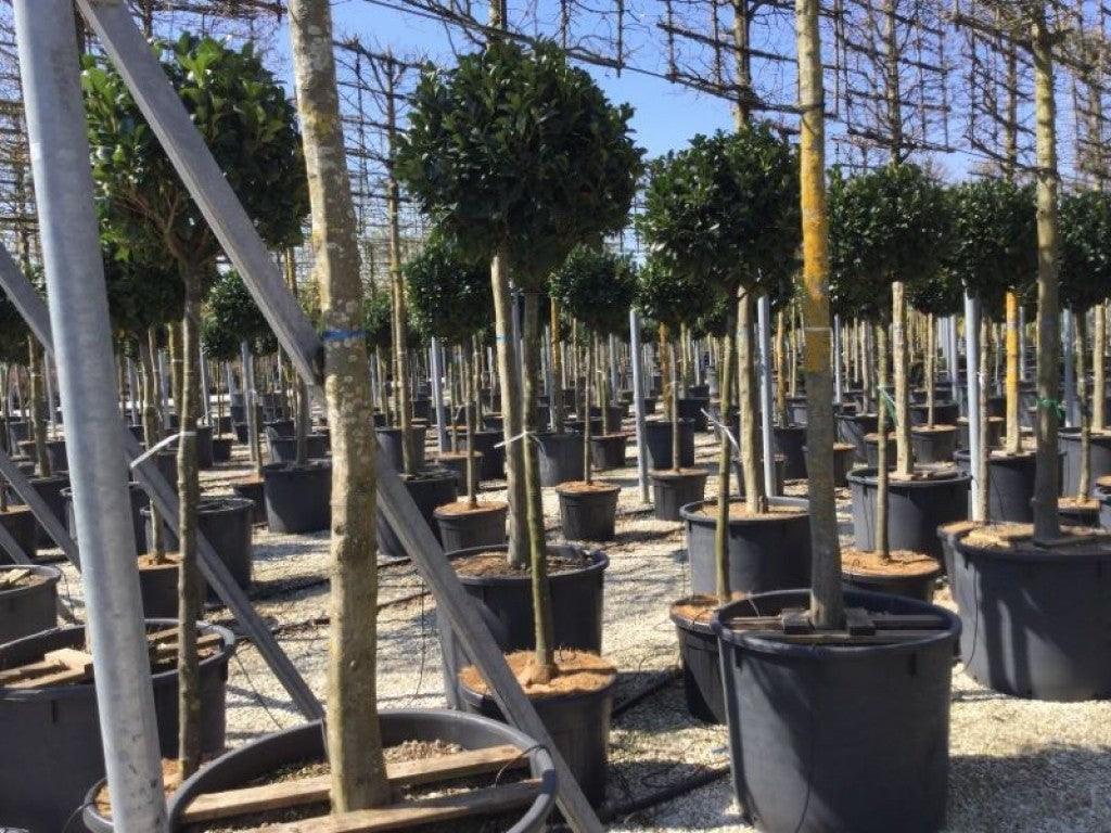 Laurocires "Etna" 1.20 - 1.50 m / Prunus laurocerasus "Etna"/ gradina-noastra