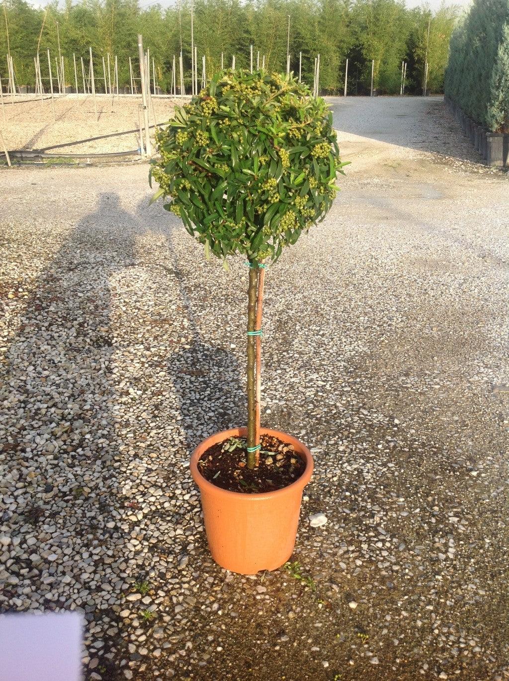 Catina ornamantala ""Navaho" 1.50 -1.70 m / Pyracantha coccinea "Navaho"/ gradina-noastra