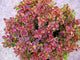 Berberis "Golden Ring" 0.20 - 0.30 m / Berberis thunbergii "Golden Ring"/