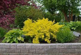 Berberis "Aurea" galben 0.20 m / Berberis thunbergii "Aurea"/ gradina-noastra