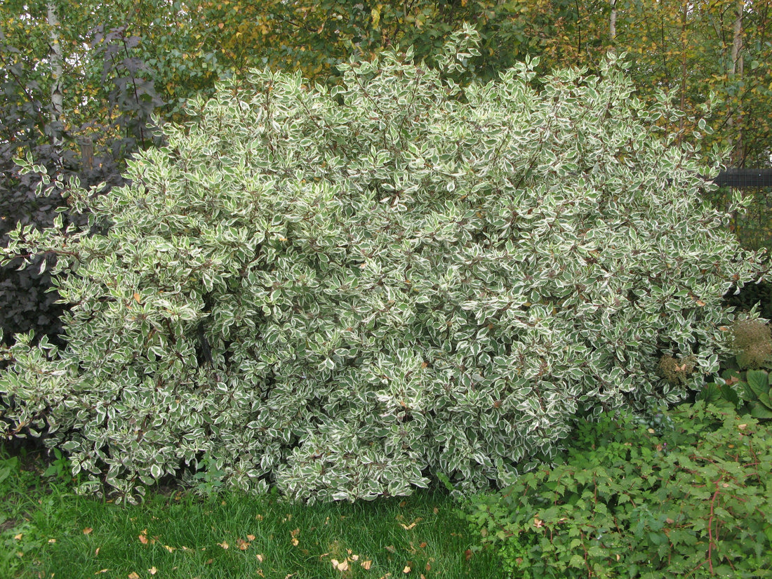 Cornus &quot;Elegantissima&quot; 0.80 -1.00 m /Cornus alba &quot;Elegantissima&quot;/ gradina-noastra