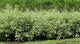 Cornus "Elegantissima" 0.80 -1.00 m /Cornus alba "Elegantissima"/