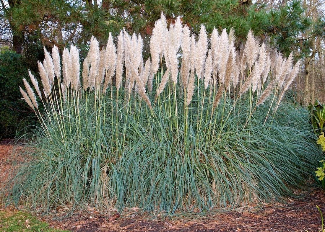 Iarba de pampaz roz 1.20 - 1.70 m / Cortaderia sell.Pink Feather/ gradina-noastra