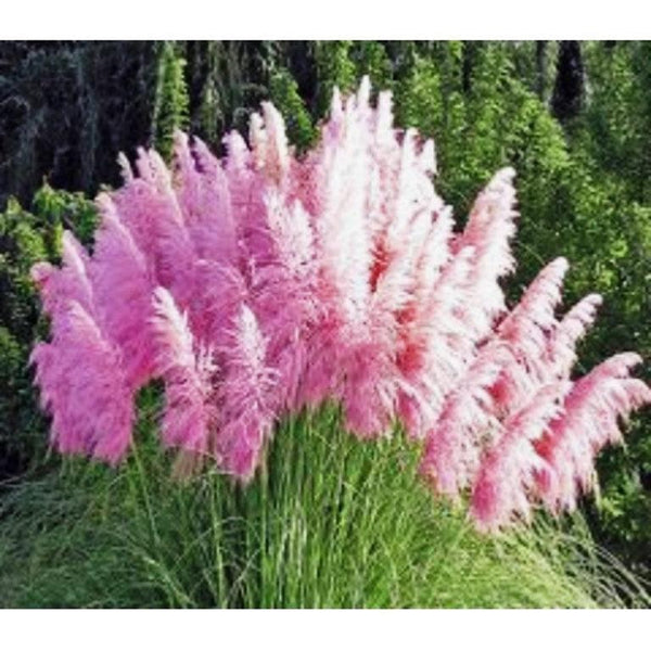 Iarba de pampaz roz 1.20 - 1.70 m / Cortaderia sell.Pink Feather/ gradina-noastra