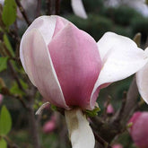 Magnolia "Soulangeana" 1.00 - 1.20 m / Magnolia "Soulangeana"/ gradina-noastra