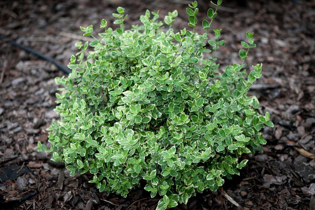 Voiniceriu japonez argintiu 0.20 - 0.40 m / Euonymus japonicus "President Gauthier"/ gradina-noastra