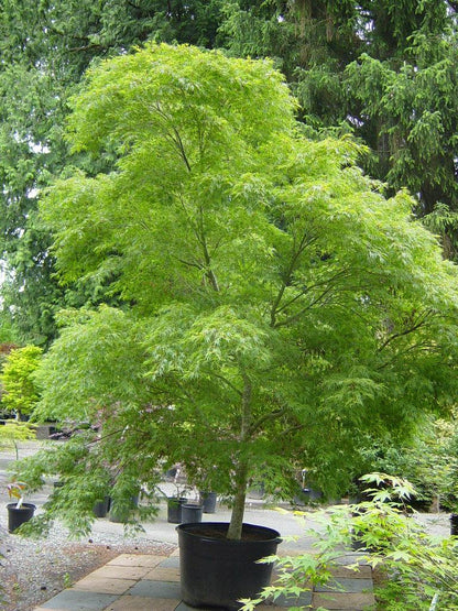Artar japonez curgator „Seiryu&quot; 1.30 - 1.50 m / Acer palmatum dissectum „Seiryu” / gradina-noastra
