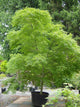 Artar japonez curgator „Seiryu" 1.30 - 1.50 m / Acer palmatum dissectum „Seiryu” /