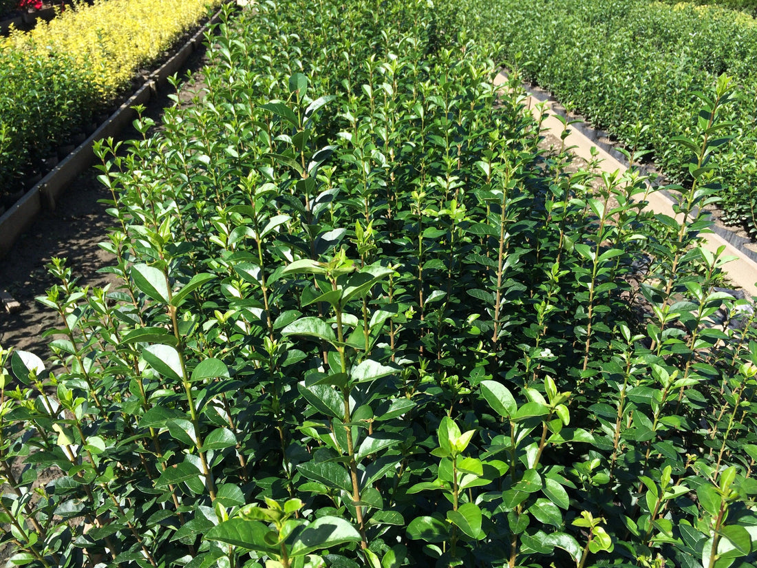 Lemn câinesc verde 0.40 - 1.00 m / Ligustrum Ovalifolium / gradina-noastra