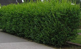 Lemn câinesc verde 0.40 - 1.00 m / Ligustrum Ovalifolium / gradina-noastra