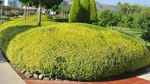 Lemn câinesc auriu 0.40 - 1.00 m / Ligustrum Ovalifolium Aureum / gradina-noastra