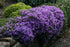 Phlox  3 culori 0.20 m - 0.40 m / Phlox Subulata / gradina-noastra