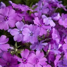 Phlox 3 culori 0.20 m - 0.40 m / Phlox Subulata / gradina-noastra