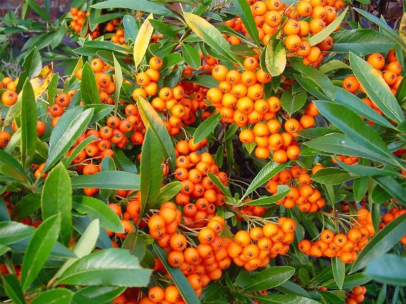 Catina ornamantala portocalie"Orange Glow " 1.70 - 2.00 m / Pyracantha coccinea "Orange Glow "/ gradina-noastra