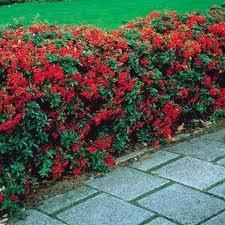 Catina ornamantala rosie "Ventoux Red" 1.70 - 2.00 m / Pyracantha coccinea "Ventoux Red"/ gradina-noastra