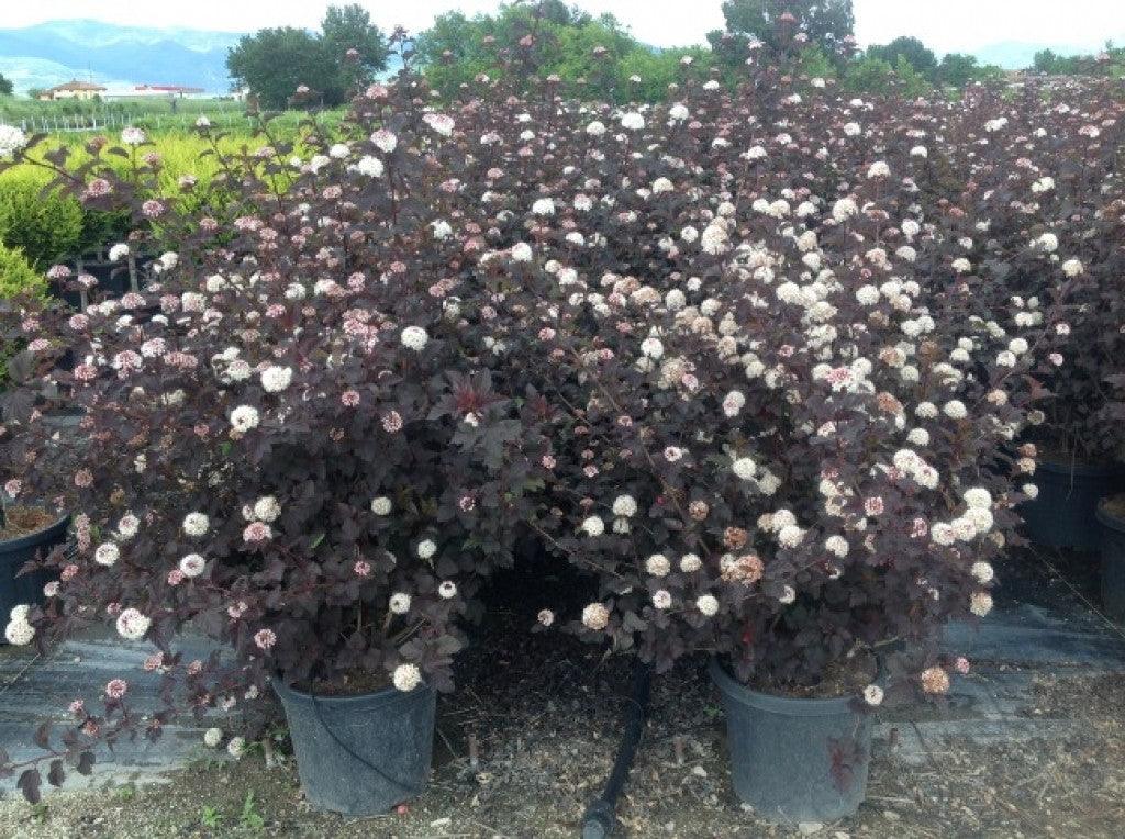 Physocarpus &amp;quot;Diabolo&amp;quot; 1.00 - 1.20 m / Physocarpus opulifolius &amp;quot;Diabolo ...