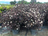 Physocarpus "Diabolo" 1.00 - 1.20 m / Physocarpus opulifolius "Diabolo"/ gradina-noastra