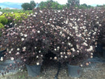 Physocarpus "Diabolo" 1.00 - 1.20 m / Physocarpus opulifolius "Diabolo"/
