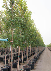 Artar rosu „Brandywine” 2.50 - 3.50 m / Acer rubrum „Brandywine” / gradina-noastra