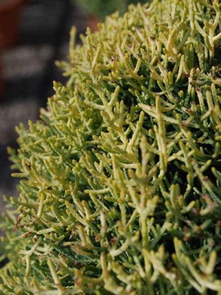 Chiparos de Arizona fastigiat auriu 1.00 - 1.20 m  / Cupressus arizonica ‘Fastigiata Aurea’ / gradina-noastra