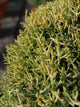 Chiparos de Arizona fastigiat auriu 1.00 - 1.20 m  / Cupressus arizonica ‘Fastigiata Aurea’ /