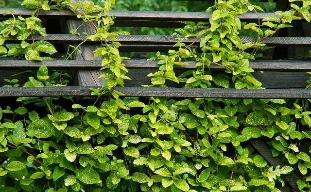 Lonicera  "Aureoreticulata" 1.00 - 1.50 m /Lonicera japonica "Aureoreticulata"/ gradina-noastra