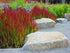 Imperata "Red Baron"  0.30 - 0.40 m / Imperata cylindrica "Red Baron" / gradina-noastra